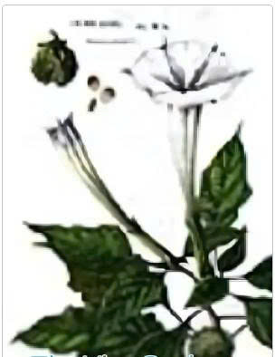 Huyền thoại man da la