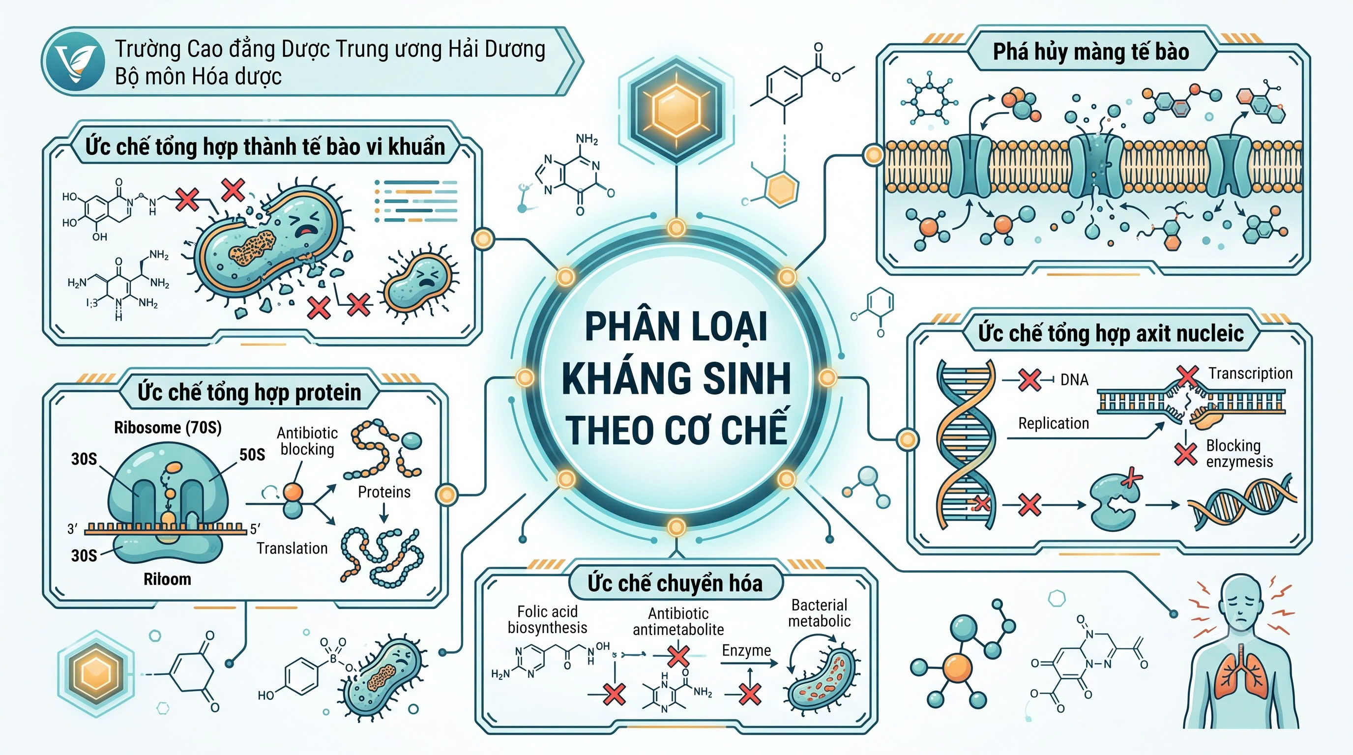 Phân loại kháng sinh theo cơ chế tác dụng