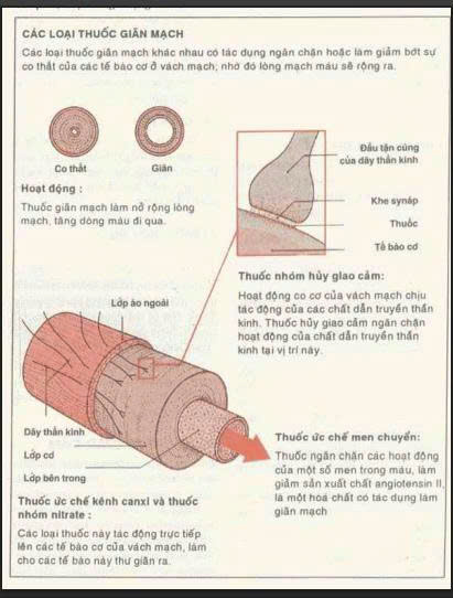 Khái niệm về thuốc danh mục thuốc gốc