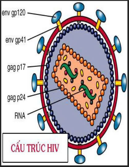Thông tin y học về HIV AIDS